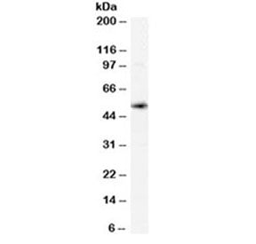 Western blot testing of human spleen lysate with xCT antibody at 0.02ug/ml. Predicted molecular weig