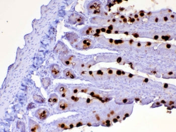 IHC testing of FFPE rat small intestine tissue with Cd252 antibody at 1ug/ml. Required HIER: steam s