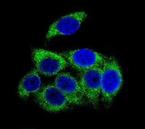 Confocal immunofluorescent analysis of phospho-TSC2 antibody with HeLa cells followed by Alexa Fluor