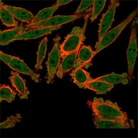 Immunofluorescent staining of PFA-fixed human HeLa cells using ZBED1 antibody (green, clone PCRP-ZBE