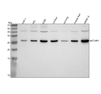 Western blot analysis of MCEMP1 using anti-MCEMP1 antibody. Lane 1: human THP-1 whole cell lysates, 