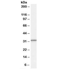 Western blot testing of human peripheral blood mononucleocyte lysate with PSME1 antibody at 0.3ug/ml