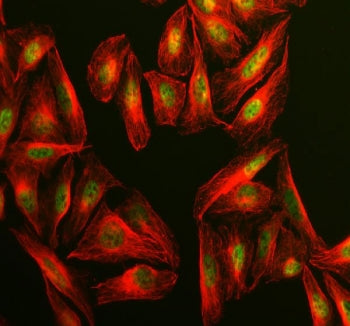 Immunofluorescent staining of FFPE human U-2 OS cells with CLOCK antibody (green) and Alpha Tubulin 
