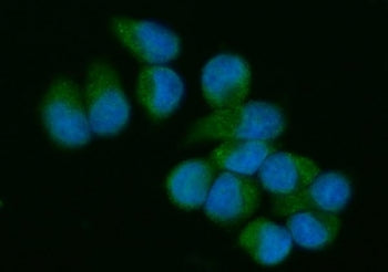 VAV3 Antibody