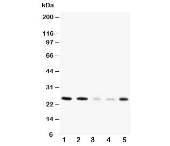 Pleiotrophin Antibody
