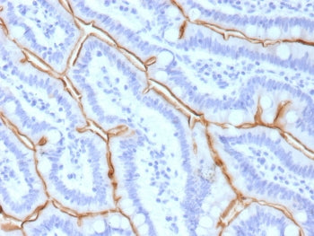 IHC staining of FFPE human small intestine tissue with MUC13 antibody (clone MUC13/13111). HIER: boi