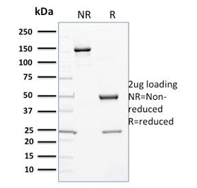 CYP3A1 Antibody