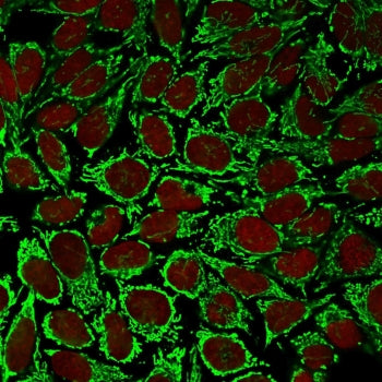 HSP60 Antibody / Heat Shock Protein 60