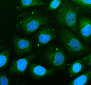 Immunofluorescent staining of THEM6 using anti-THEM6 antibody (green). THEM6 was detected in an immu