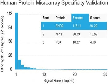 Protein array validation of the Neuron Specific Enolase antibody: Analysis of HuProt(TM) microarray 
