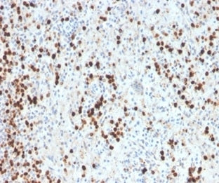 IHC staining of FFPE human spleen tissue with recombinant Myeloperoxidase antibody (clone MPO/33R). HIER: boil tissue sections in pH 9 10mM Tris with 1mM EDTA for 20 min and allow to cool before testing.
