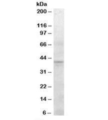 Western blot testing of human pancreas lysate with SERPINI2 antibody at 0.3ug/ml. Predicted molecula