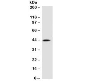 Western blot testing of human kidney lysate with AMACR antibody (clone 2MACR-1). Predicted molecular