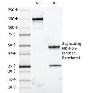 MUC5AC Antibody