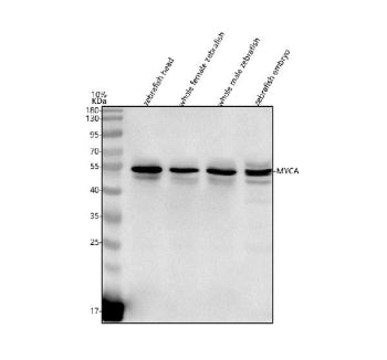 Western blot analysis of Myca protein using Zebrafish Myca antibody and 1) zebrafish head, 2) whole 