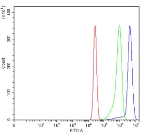EGR1 Antibody