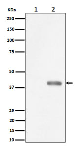 Western blot analysis of Phospho-PBK/TOPK (Thr9) expression in (1) HeLa cell lysate; (2) HeLa cell t