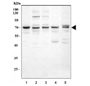 Western blot testing of 1) human HepG2, 2) human HeLa, 3) human A549, 4) rat heart and 5) mouse hear
