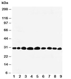 Prohibitin Antibody