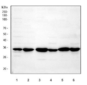 APH1A Antibody