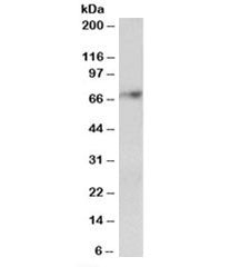 Western blot testing of human cerebellum lysate with SYVN1 antibody at 2ug/ml. Predicted molecular w