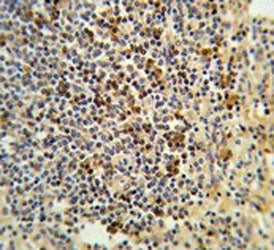 IHC testing of FFPE human spleen tissue with GPANK1 antibody. HIER: steam section in pH6 citrate buf