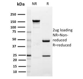 SDS-PAGE analysis of purified, BSA-free SIGLEC1 antibody (clone HSn 7D2) as confirmation of integrit