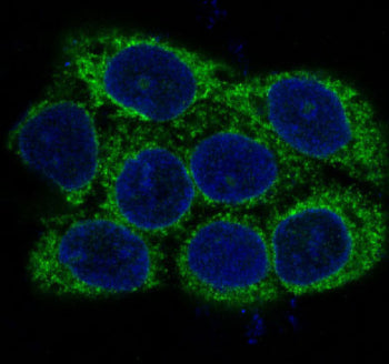 Immunofluorescent staining of FFPE human A431 cells with Alpha Actin antibody (green) and DAPI nucle