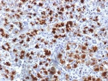 IHC testing of human pancreas with CELA3B antibody (clone CELA3B/1757). Required HIER: boil tissue s