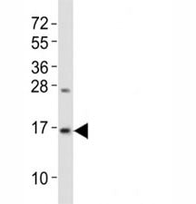 Zebrafish LC3B Antibody