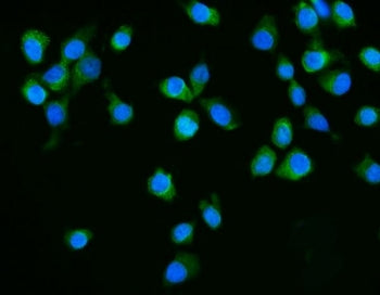 Dicer Antibody