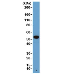 Western blot of human A431 cells with recombinant Alpha Tubulin antibody at 1:1000. Predicted molecu