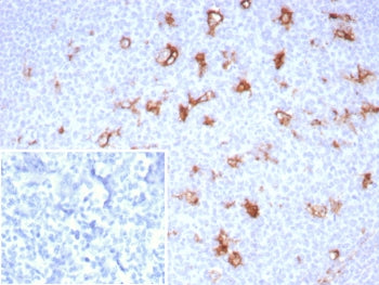 SPARC Antibody / Osteonectin