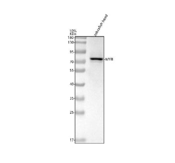Western blot analysis of c-Myb protein using Zebrafish c-Myb antibody and zebrafish head tissue lysa