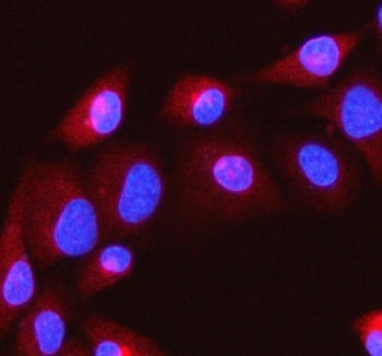 Immunofluorescent staining of FFPE human A549 cells with ITPRIP antibody (red) and DAPI nuclear stai