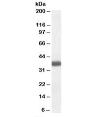 APOL2 Antibody
