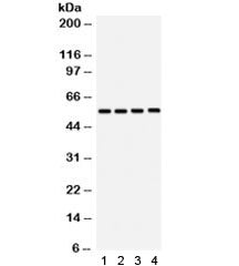 SMAD3 Antibody