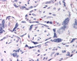 DUSP16 Antibody