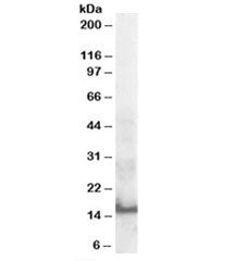 Western blot testing of human thymus lysate with SH2D1A antibody at 0.3ug/ml. Predicted molecular we