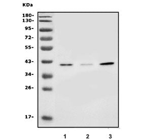 SLC25A19 Antibody