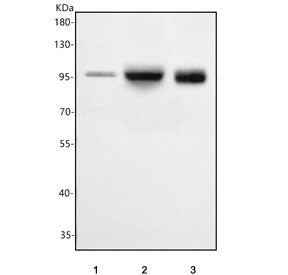 Western blot testing of 1) human MCF7, 2) human A549 and 3) mouse lung tissue lysate with PCDHGA2 an