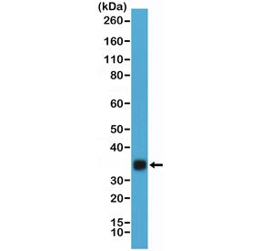 Western blot testing of hCG protein purified from human urine using recombinant HCGb antibody at 1:2