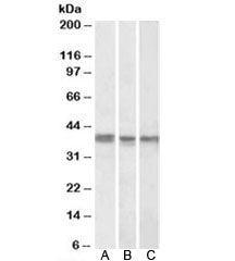 Western blot testing of K562 [A], MCF7 [B] and mouse liver [C] lysates with POLDIP2 antibody at 1ug/