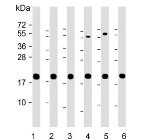 Western blot testing of 1) human HeLa, 2) human HepG2, 3) human A431, 4) mouse Ba/F3, 5) mouse NIH 3