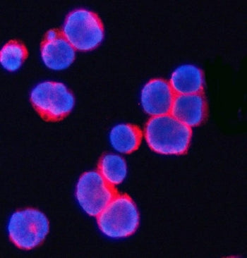 CD3g Antibody / CD3 gamma