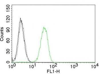CD31 Antibody / PECAM-1
