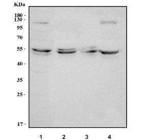 MDM4 Antibody / MDMX