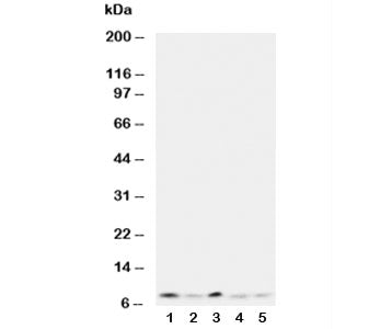 Ubiquitin Antibody