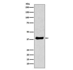 Western blot testing of mouse NIH3T3 cell lysate with JUN antibody. Predicted molecular weight ~36 k