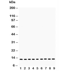 Western blot testing of Cytochrome C antibody and Lane 1: rat brain; 2: mouse brain; 3: (r) heart; 4